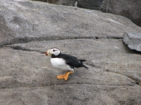 Puffin